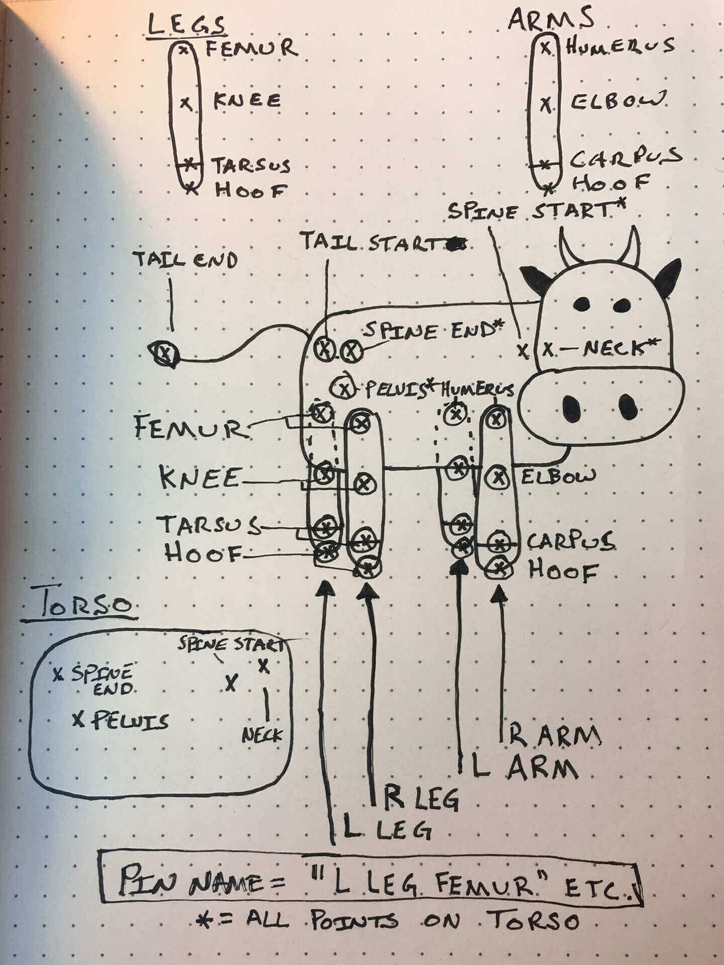 Sketch of a cow's joints for character rigging animation